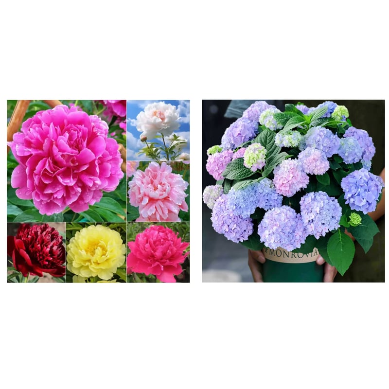 🔥PASKUTINĖ DIENA 45% NUOLAIDA🌺GĖLIŲ KARALIENĖ - DVIGUBA PUTŲ FORMA-LT
