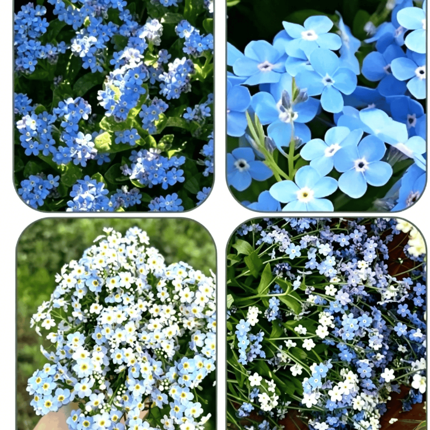 Semena modre spominske pozabljice – kakovostno preizkušeno cvetje za podeželski vrt 🌿💙-SI