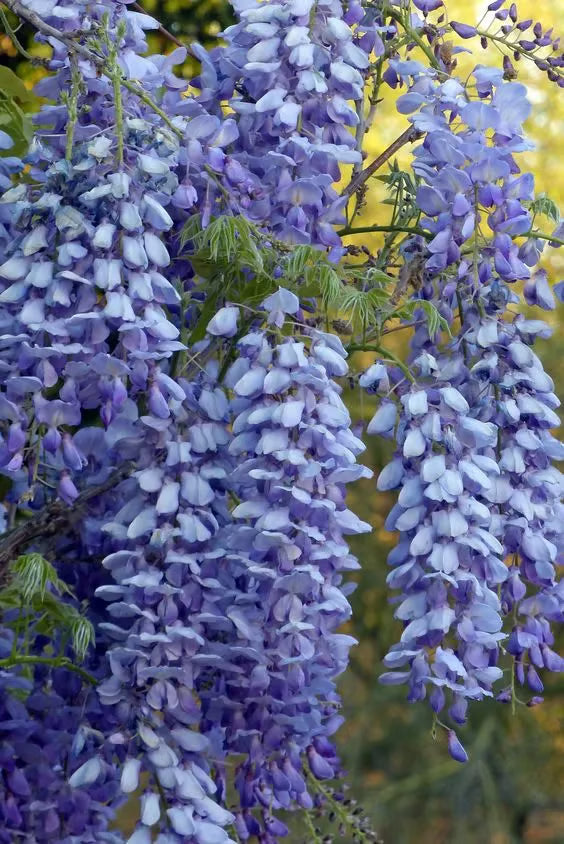 🌸Semena glicinije – Kaskadna lepotica vrta skozi vse leto💗-SI