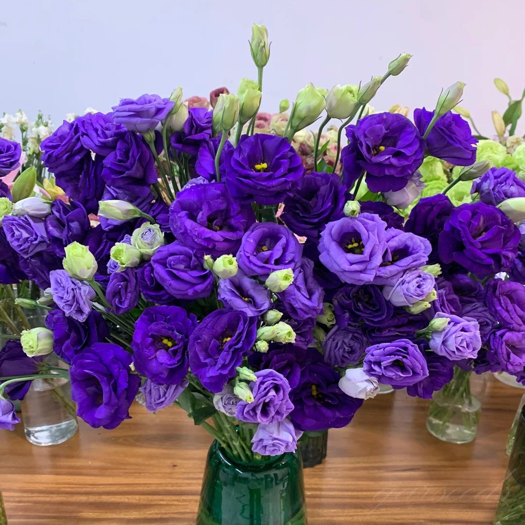 🔥Zadnji dan prodaje💝Eustoma Thornless Rose💐Semena Lisianthusa-SI