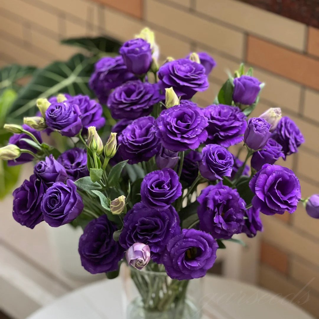 🔥Zadnji dan prodaje💝Eustoma Thornless Rose💐Semena Lisianthusa-SI