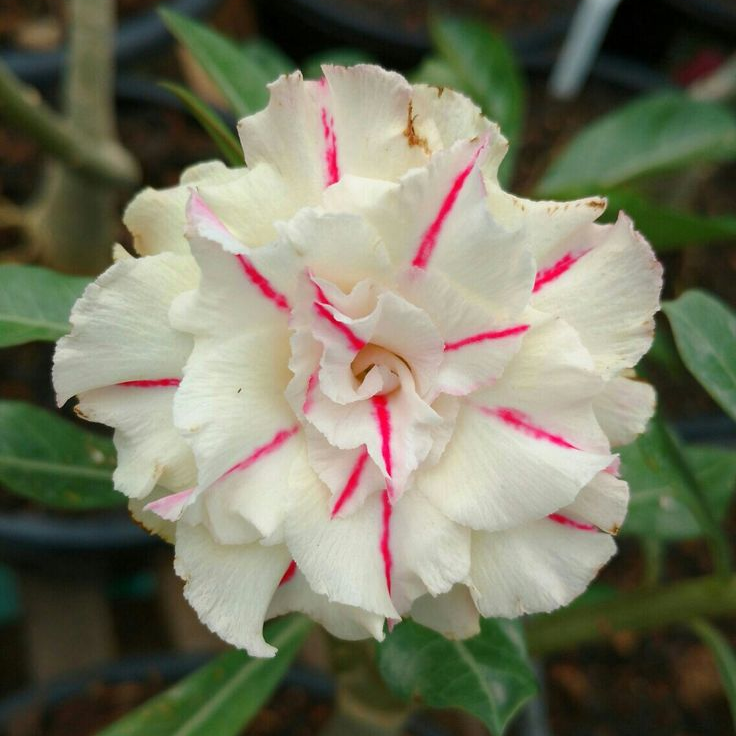 🎁Čebulice puščavskih vrtnic🌵Zelo enostavne za nego! 🌸Čebulice Adenium Obesum-SI
