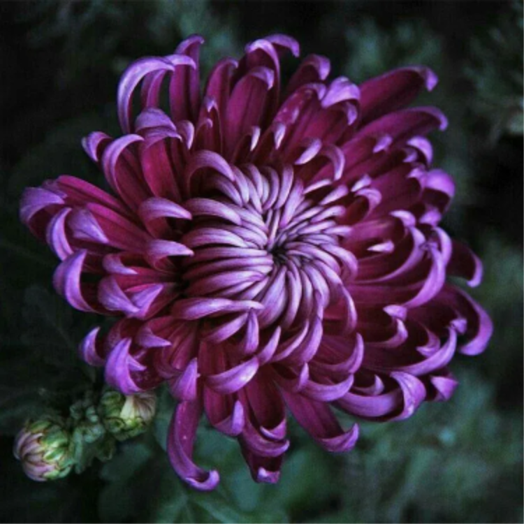 🌺Cvijet elegancije🌼Sjemenke divovskog krizanteme-HR