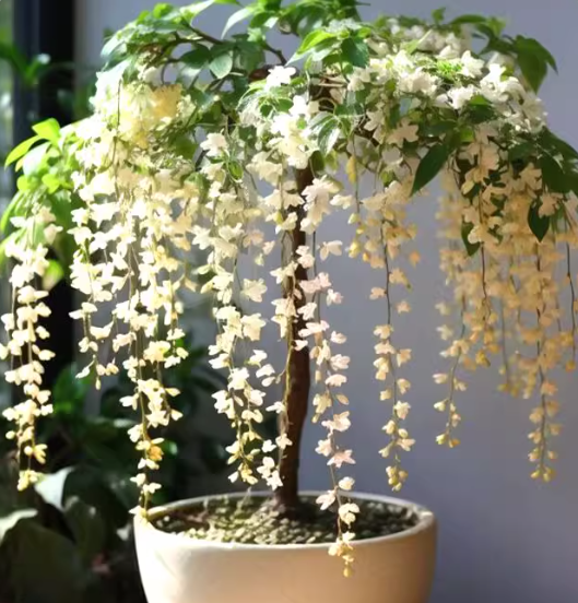 🌸Žiemą kabantis jazminas – svajonių kambarinis augalas🌿❄️-LT