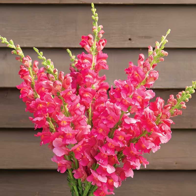 Semena rože Royal Garden Snapdragon – izbira vrtnarjev za visoke, pisane cvetove za rezano cvetje 🌸-SI