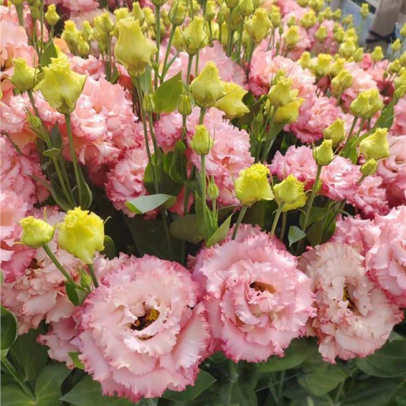 🔥Zadnji dan prodaje💝Eustoma Thornless Rose💐Semena Lisianthusa-SI