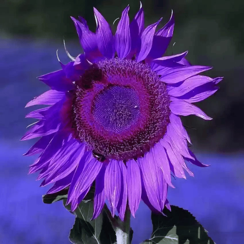 💜Retų saulėgrąžų augalų sodas - milžiniškos violetinės saulėgrąžų sėklos-LT