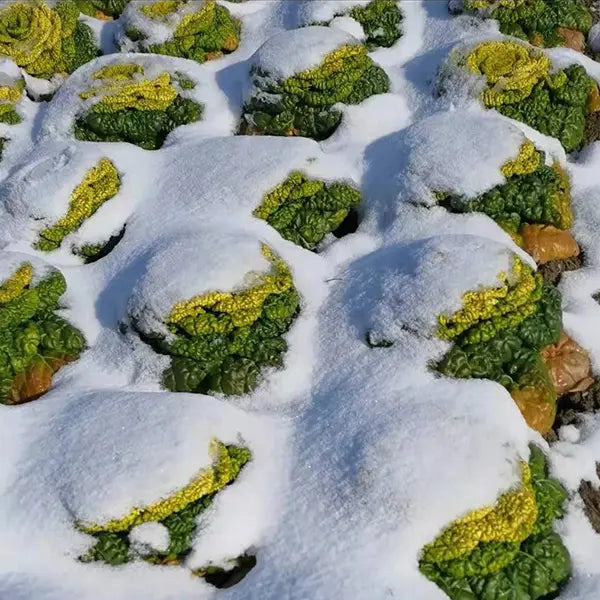 Semena Brassica Narinosa (WuTat Choy)-SI