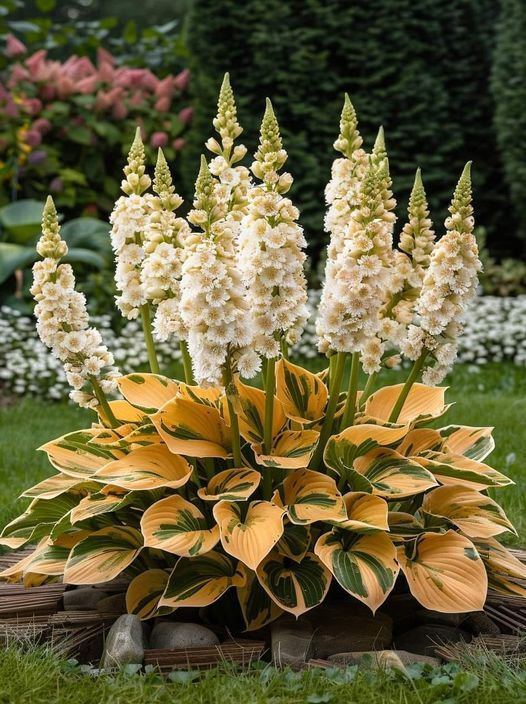 Hardy Beauty: Hosta cveti, odporni na senco in mraz-SI