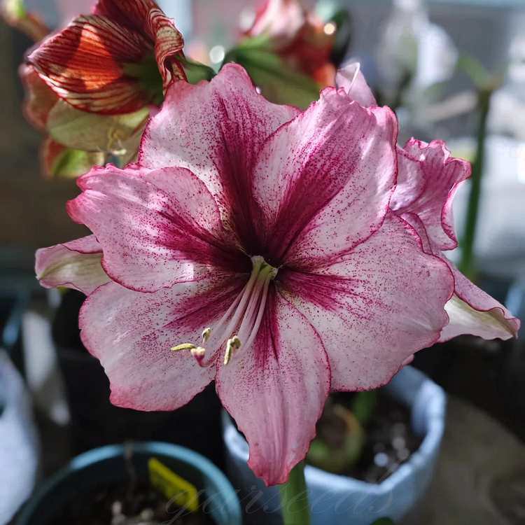 Dvigubai žydinčių amarilių svogūnėliai🌼-LT