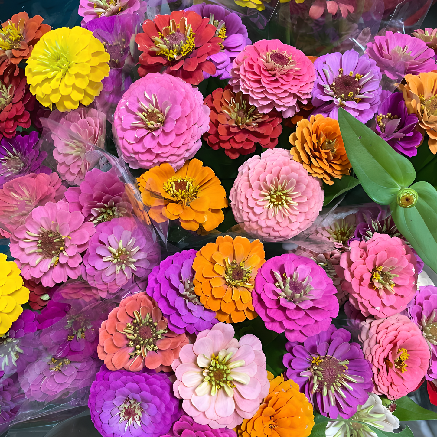 🌺Διπλοί σπόροι ζίννιας σε διάφορα χρώματα-GR