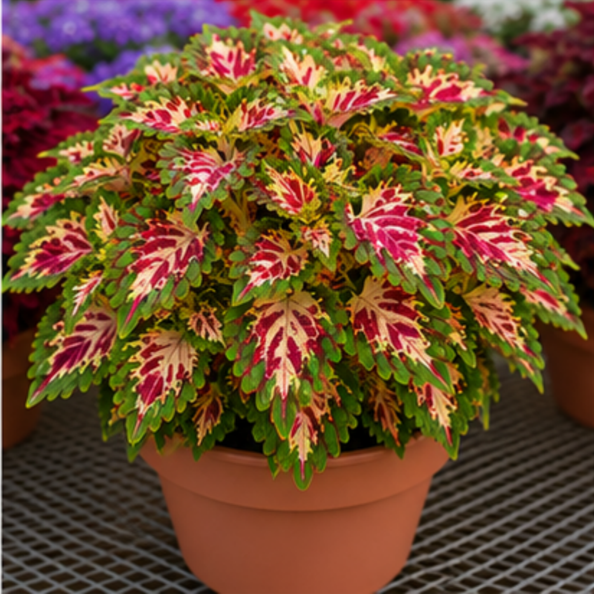 🌿Coleus svogūnėliai🌷 – Užpildykite savo sodą spalvomis🌈-LT