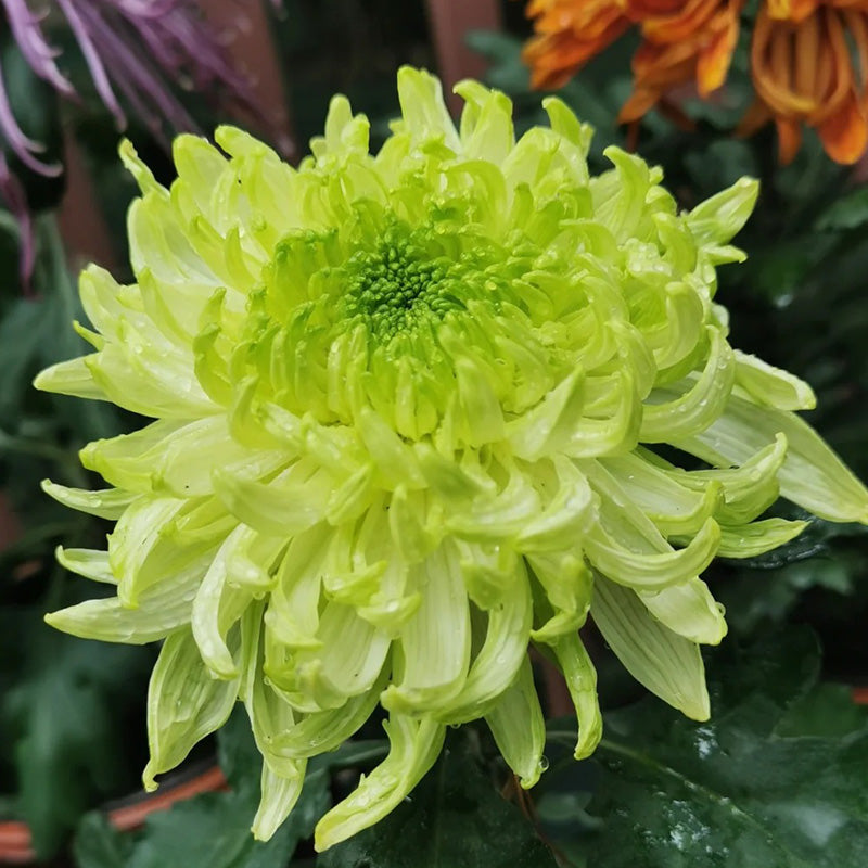 🌺Elegancijos gėlė🌼Milžiniškų chrizantemų sėklos-LT