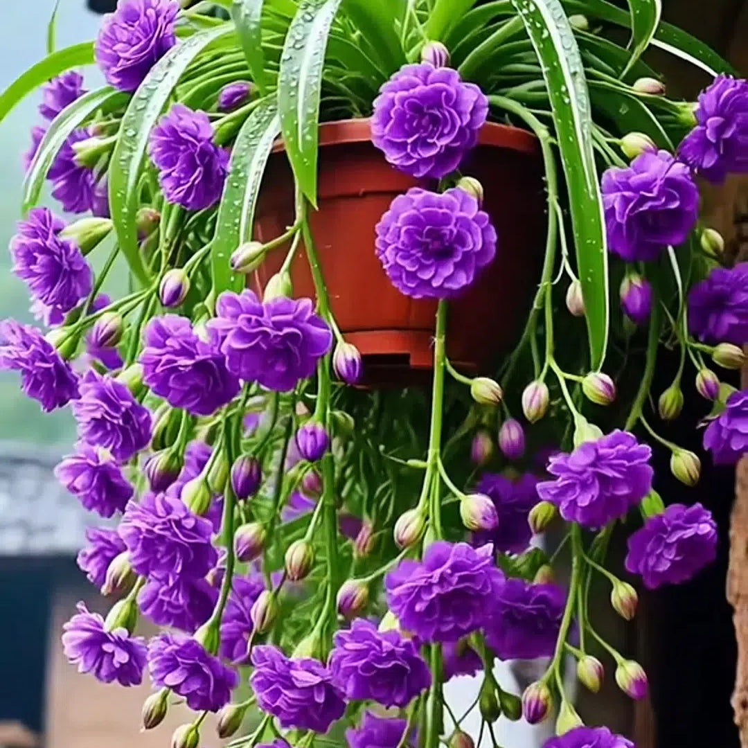 „Grand Bloom“ voratinklinio augalo sėklos / svogūnėliai 💐 Gamtos kabantis spalvų ir grakštumo šedevras-LT