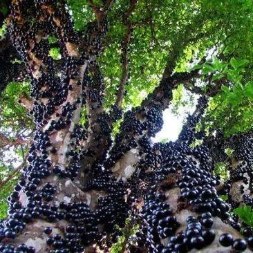 Σπόροι σταφυλιού Jabuticaba-GR