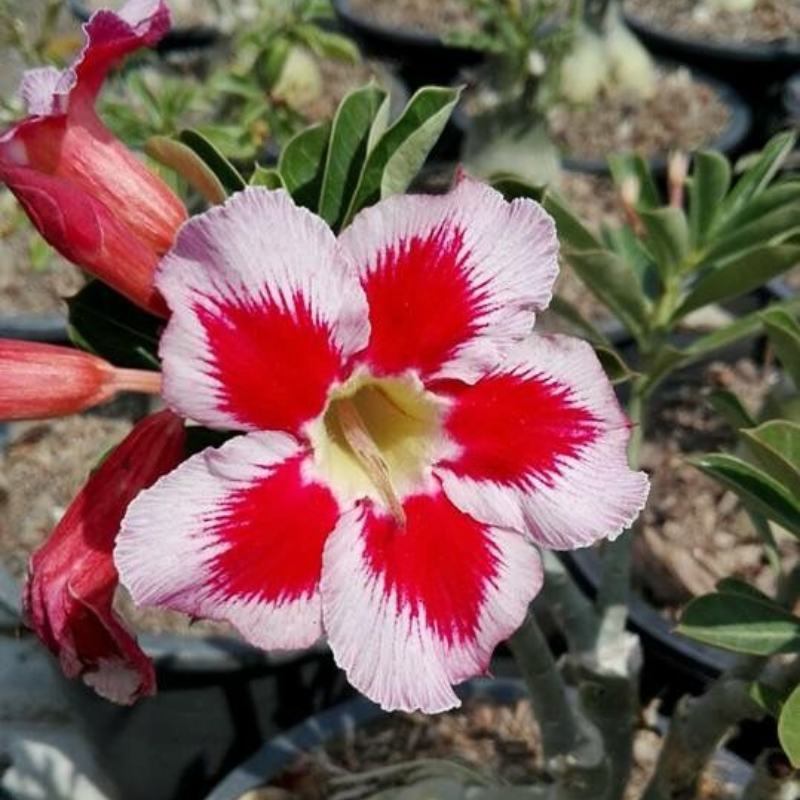 🎁Dykumos rožių svogūnėliai🌵Labai lengva prižiūrėti! 🌸Adenium Obesum svogūnėliai-LT