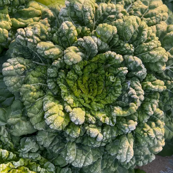Brassica Narinosa sėklos (WuTat Choy)-LT