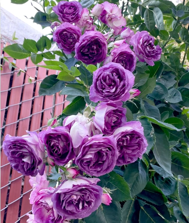 🌺Semena vrtnic vzpenjavka-SI
