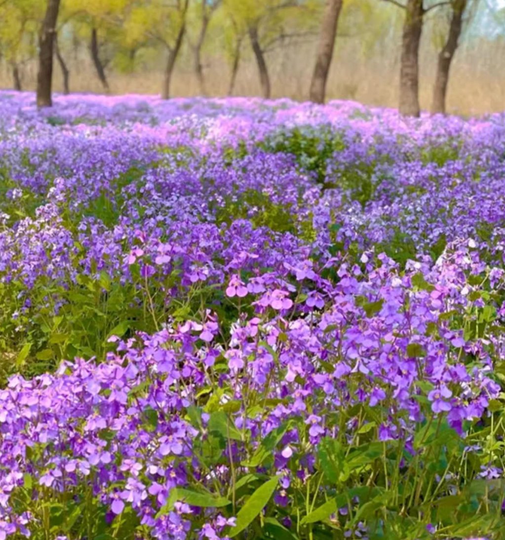 💜Februarska semena orhidej | Infinity Purple Sea-SI