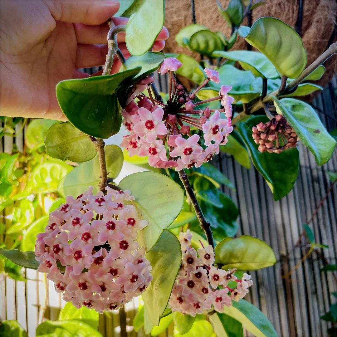 ✨Čebuljice Hoya – Zvezde padajo z neba✨-SI