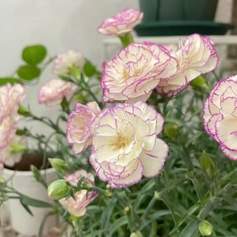 Dišeči vrtni čar – Gojite klasične nageljne, ki navdušijo vsako sezono🌺-SI