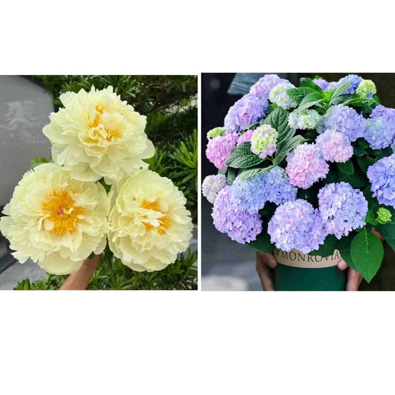🔥PASKUTINĖ DIENA 45% NUOLAIDA🌺GĖLIŲ KARALIENĖ - DVIGUBA PUTŲ FORMA-LT