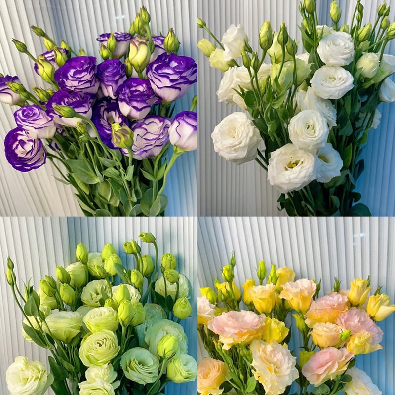 🔥Paskutinė išpardavimo diena💝Eustoma bespygliųučių rožė💐Lisianthus semenų-LT 