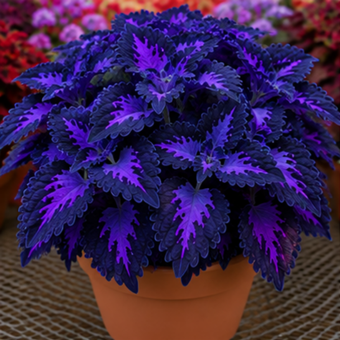 🌿Coleus svogūnėliai🌷 – Užpildykite savo sodą spalvomis🌈-LT