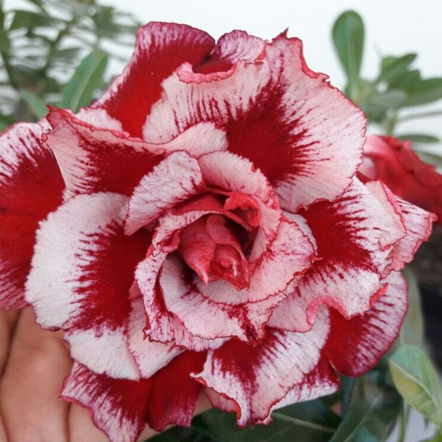 🎁Čebulice puščavskih vrtnic🌵Zelo enostavne za nego! 🌸Čebulice Adenium Obesum-SI