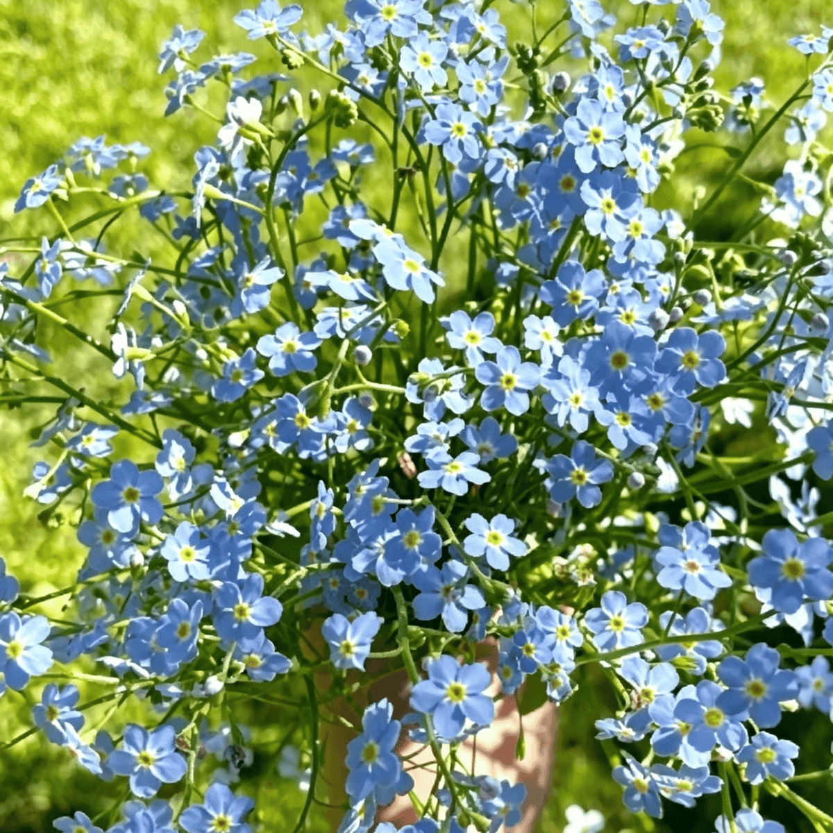 Semena modre spominske pozabljice – kakovostno preizkušeno cvetje za podeželski vrt 🌿💙-SI