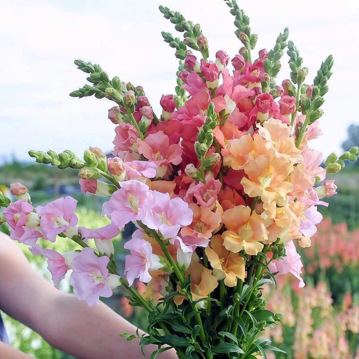 Semena rože Royal Garden Snapdragon – izbira vrtnarjev za visoke, pisane cvetove za rezano cvetje 🌸-SI