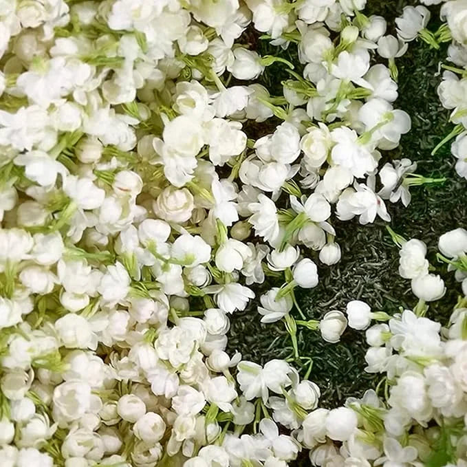 ZADNJI DAN PROMOCIJA 35 % POPUSTA 🌸 Lončnica jasmina (🌱Zagotovljeno preživetje: Brezplačna zamenjava🌿)-SI