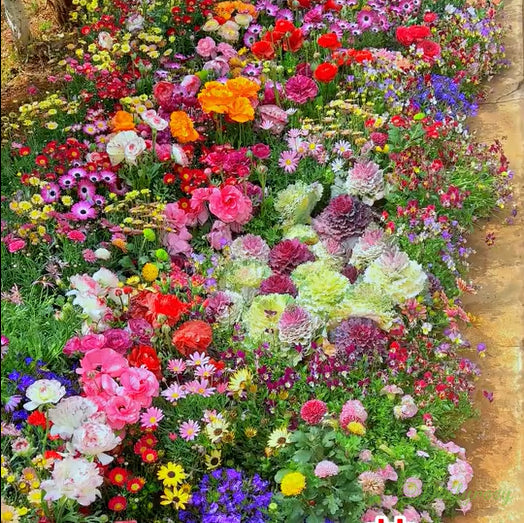 🔥Zadnji dan prodaje💐Mešana semena trajnic - več kot 60 mešanih sort-SI