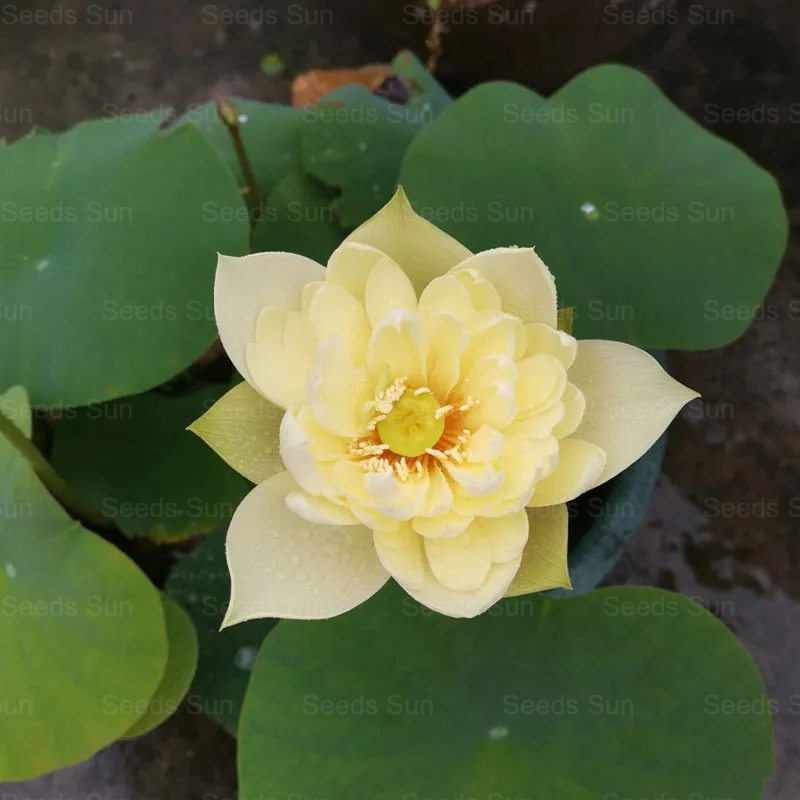 Lotusova semena-SI