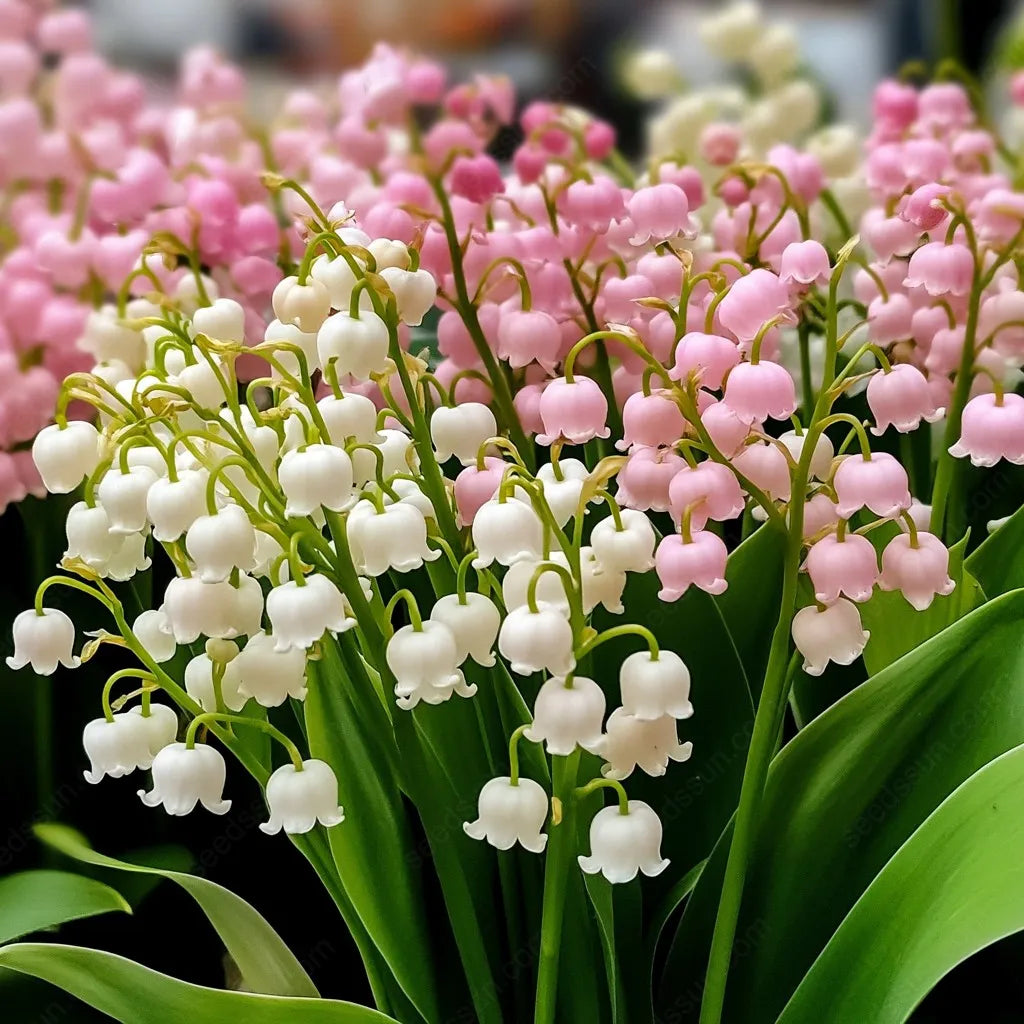 💐 PASLĖNIO LELIJA – ATĖJA LAIMĖ-LT