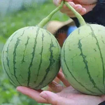 🍉Κόκκινο Νεφρίτη της Πρώιμης Άνοιξης – ένα γλυκό καρπούζι που θα ενθουσιάσει όλη την οικογένεια-GR