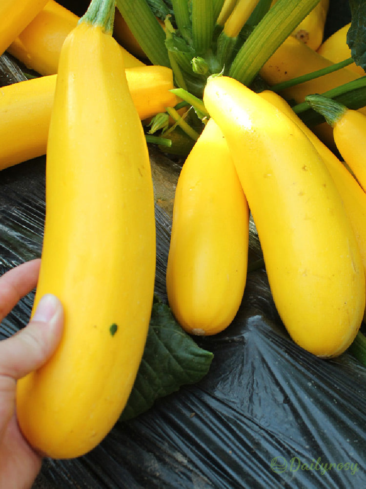Banane bučke - zlate bučke🌿 Gojijo se lahko v vseh letnih časih-SI