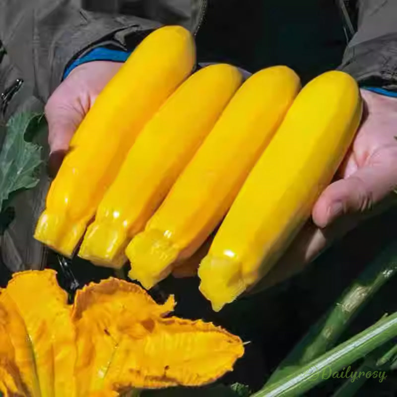 Banane bučke - zlate bučke🌿 Gojijo se lahko v vseh letnih časih-SI