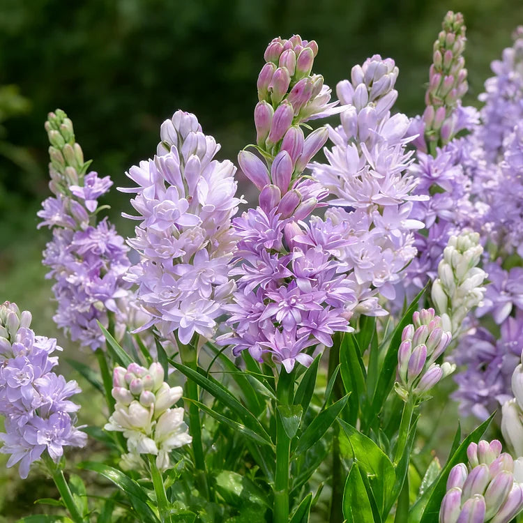🌺Čebuljice tuberoze z dvojnim vonjem – cvet luninega vrta-SI