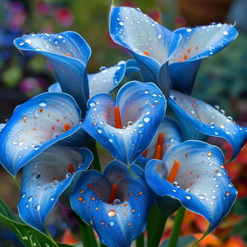 🌷Μυστηριώδης Κρίνος Aurora Calla-GR