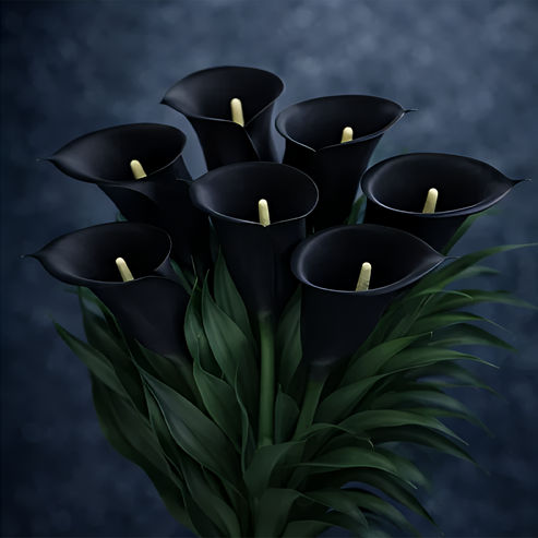 🌷Μυστηριώδης Κρίνος Aurora Calla-GR