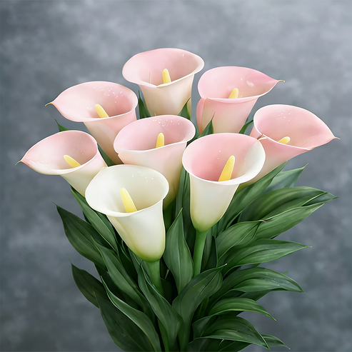 🌷Μυστηριώδης Κρίνος Aurora Calla-GR