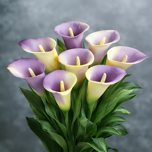 🌷Μυστηριώδης Κρίνος Aurora Calla-GR