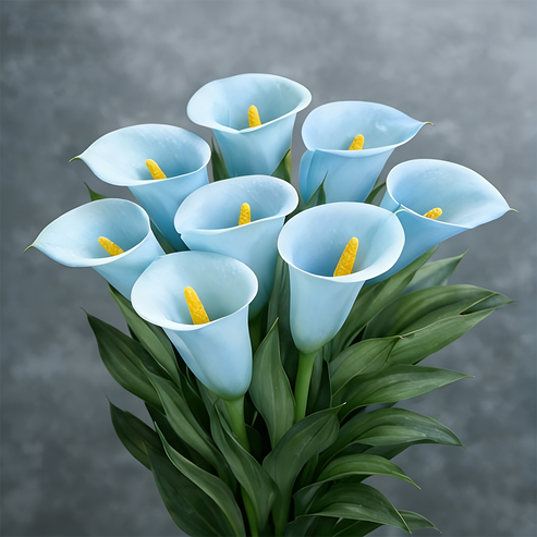 🌷Skrivnostna aurora kala-SI