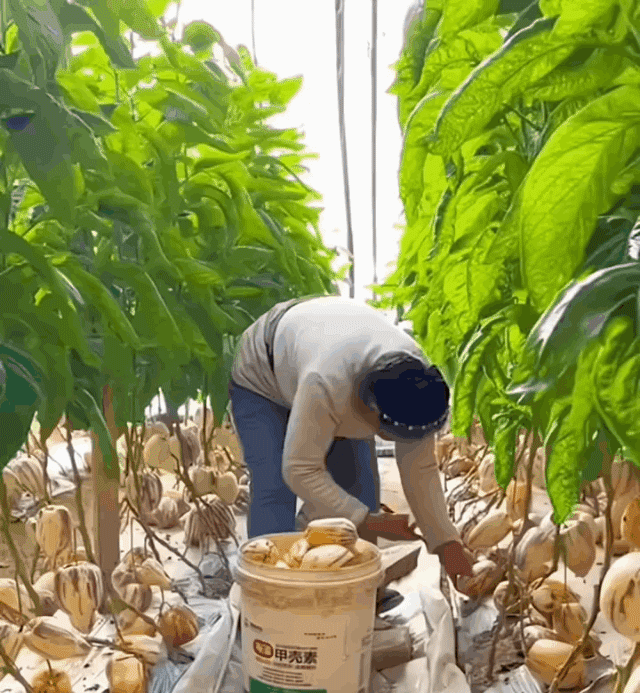 Μειωτικός σημαρας και πρατήσεις συμτικός αρωματικός γιελός καρπός μπονσάι τζίνσενγκ-GR 
