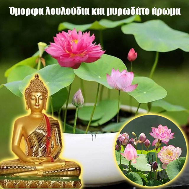 【Lucky Lotus】 Υδάτινο φυτό Lucky Lotus-GR 