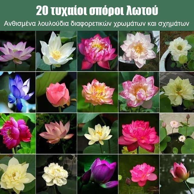 【Lucky Lotus】 Υδάτινο φυτό Lucky Lotus-GR 