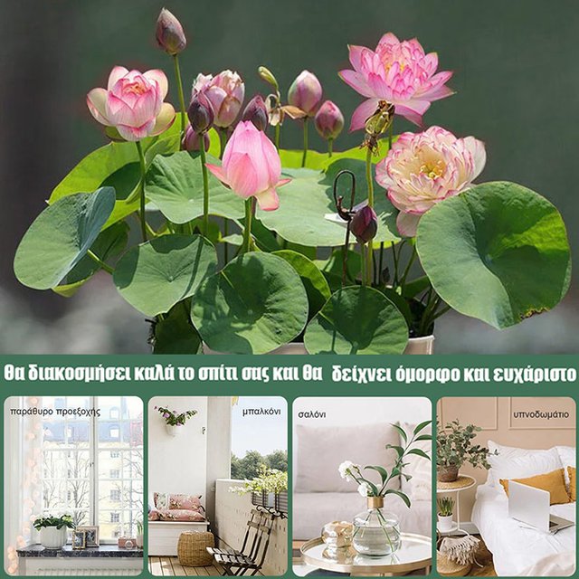 【Lucky Lotus】 Υδάτινο φυτό Lucky Lotus-GR 
