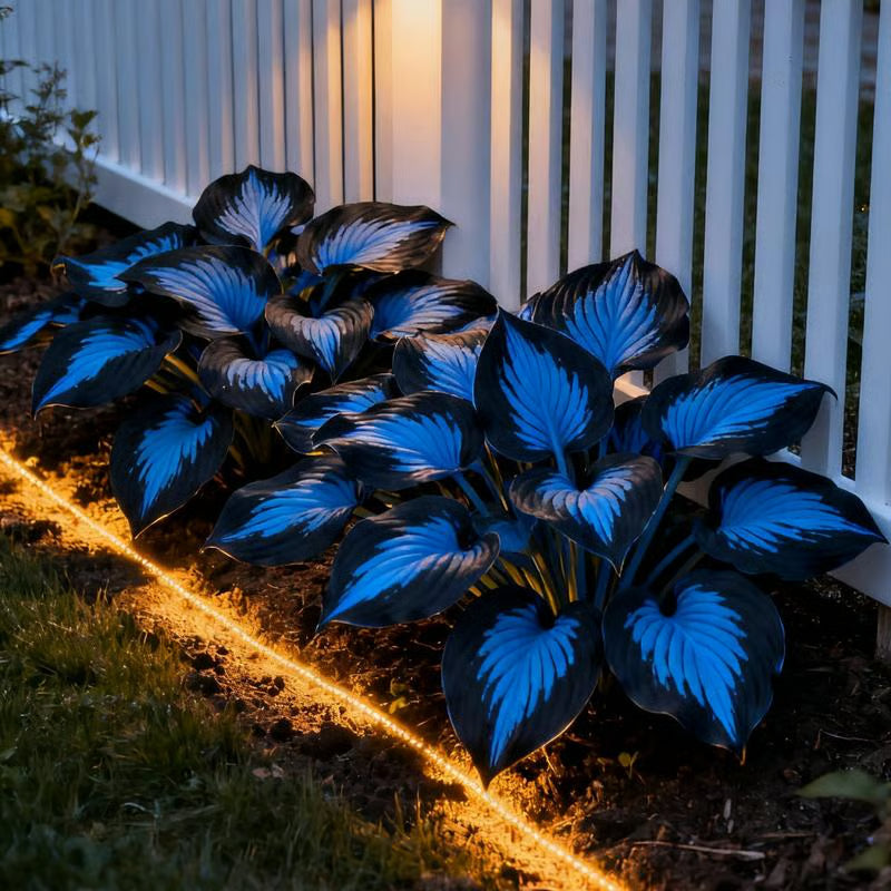 💥2025 m. karštas išpardavimas 🌌Vidurnakčio mėlynojo širdies hosta sėklos – pavėsį mėgstantis daugiametis augalas sodui-LT