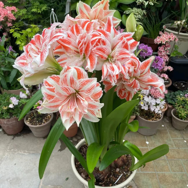Βολβοί αρωματικής αμαρυλλίδος με διπλά πέταλα-GR